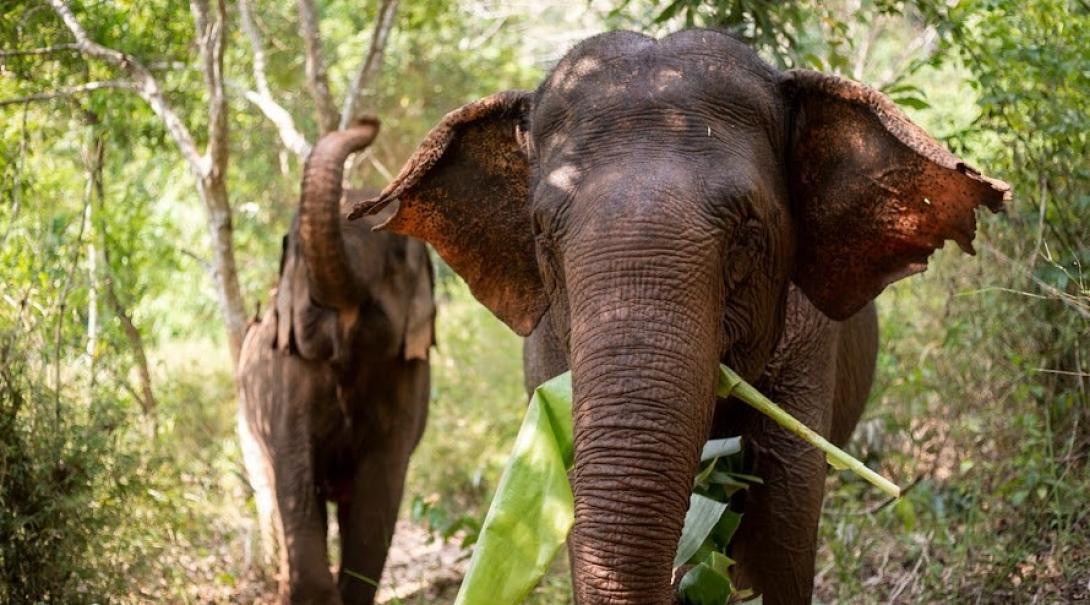 Two elephants in Cambodia